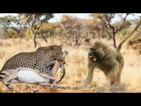 Video: Animal Heros - Incredible Baboons Rescue Impala